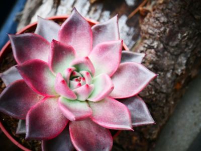 Las plantas del tipo suculentas, que requieren poca agua y están más acostumbradas al calor, son una buena ocpión para los hogares, señala Rosa Scherson. 